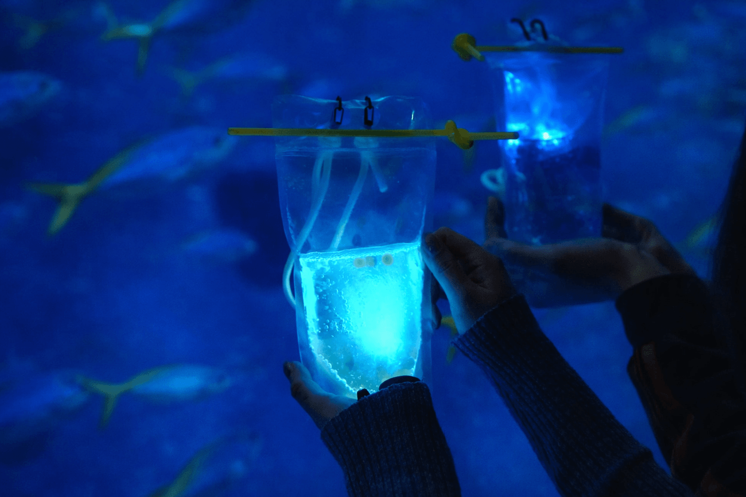 須磨シーワールドで幻想的な夜を!夜間限定「ナイトアクアライブ」