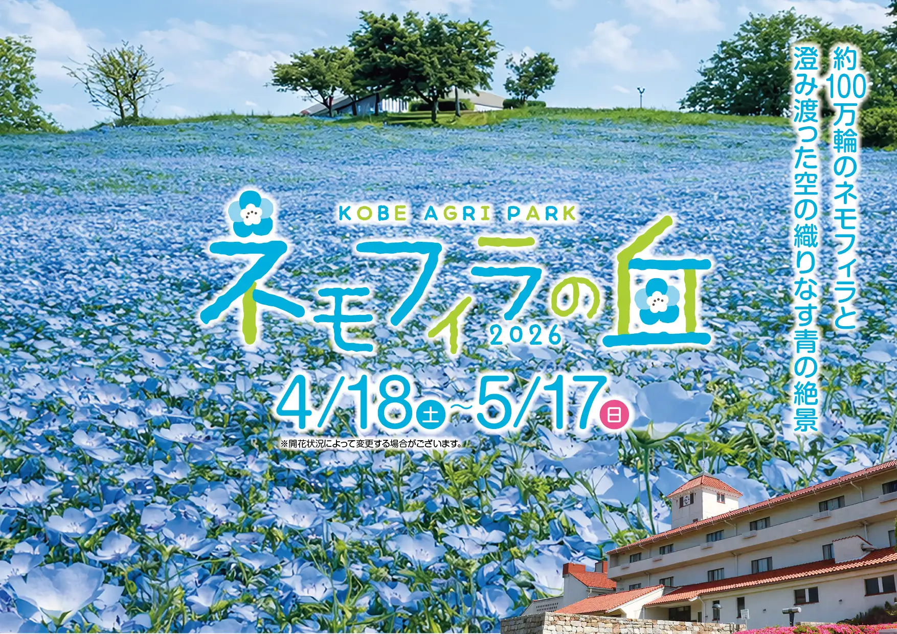 神戸アグリパーク ネモフィラの丘2026 100万輪の青い絶景、4/18〜5/17