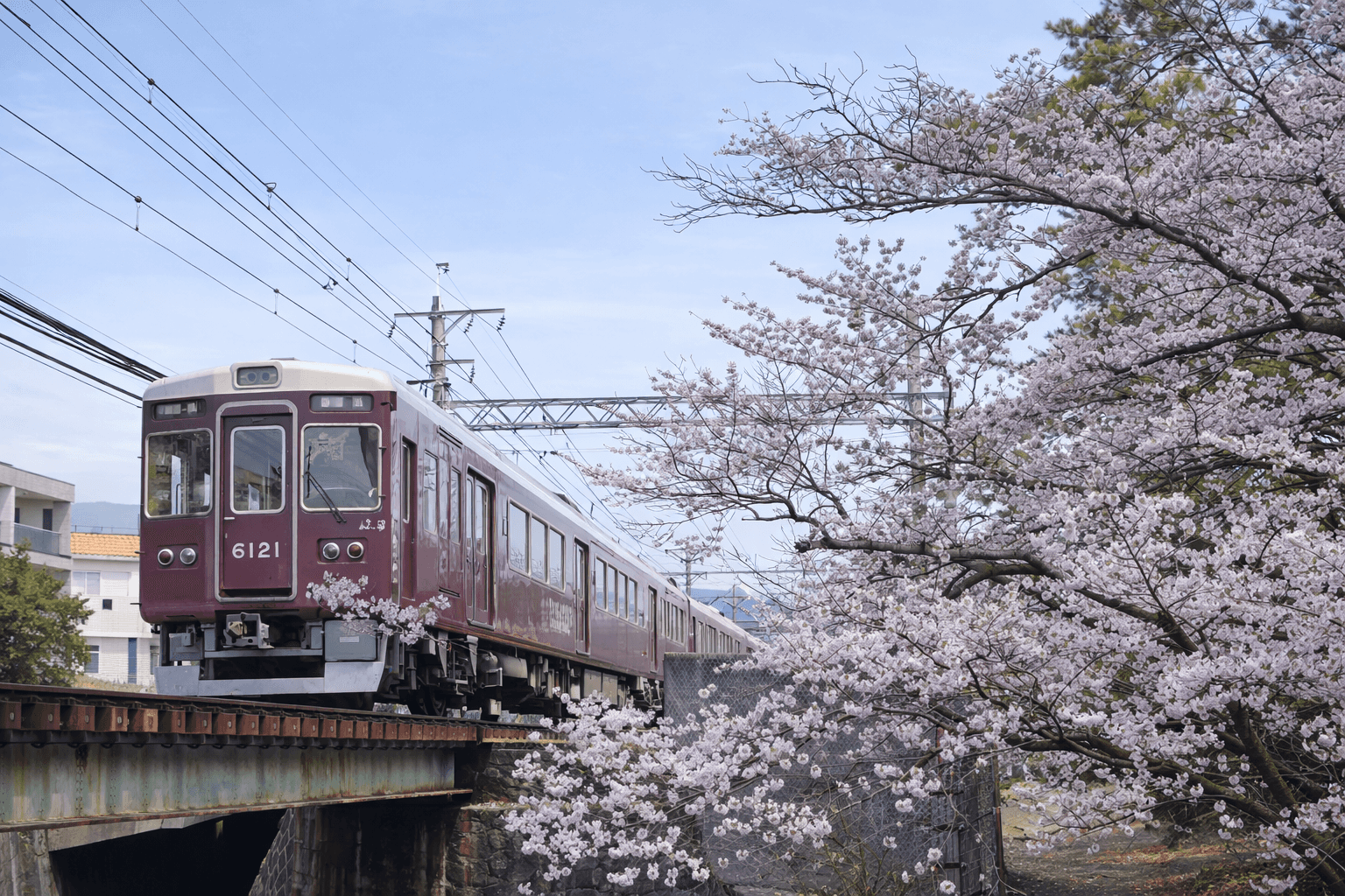 阪神間屈指の桜名所、夙川公園。歴史と絶景、穴場撮影スポット