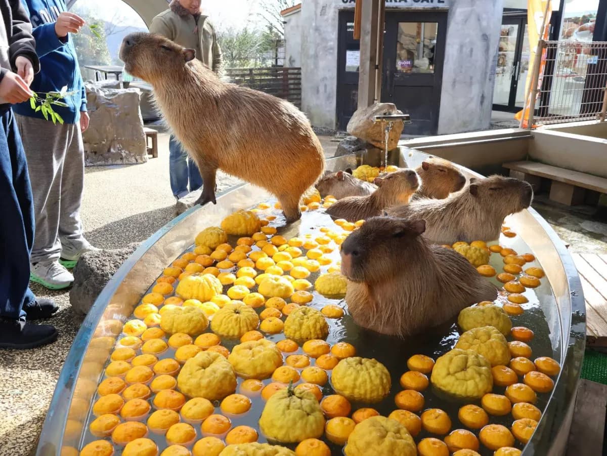 姫路セントラルパーク カピバラゆず湯 まで 冬至のイメージ画像