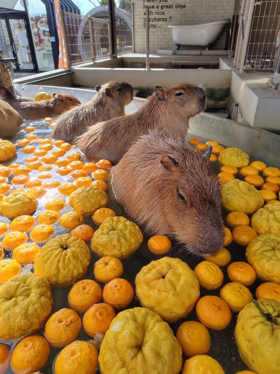 姫路セントラルパーク カピバラゆず湯 まで 冬至のイメージ画像