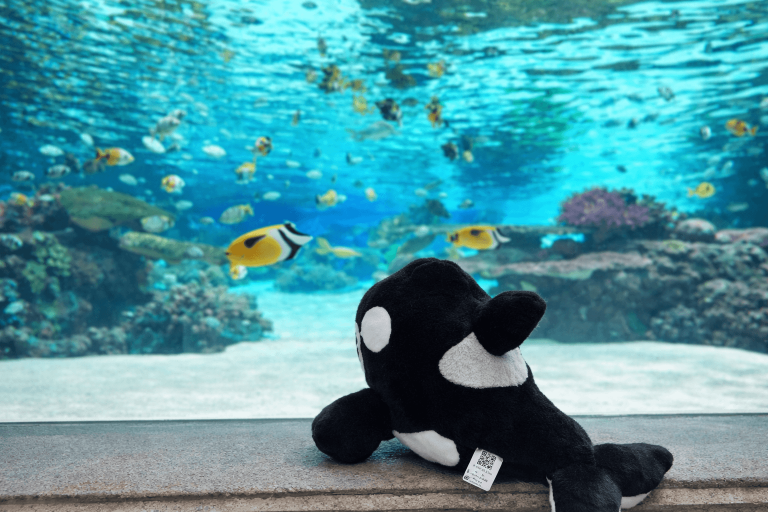 神戸須磨シーワールド、オルカ海賊団の謎解き再び!春のイベント情報のイメージ画像