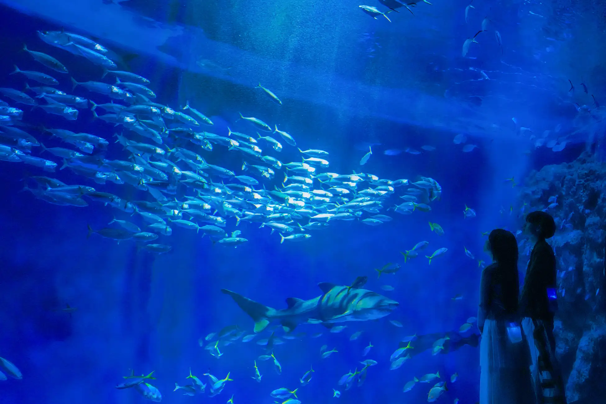 須磨シーワールドで幻想的な夜を!夜間限定「ナイトアクアライブ」のイメージ画像