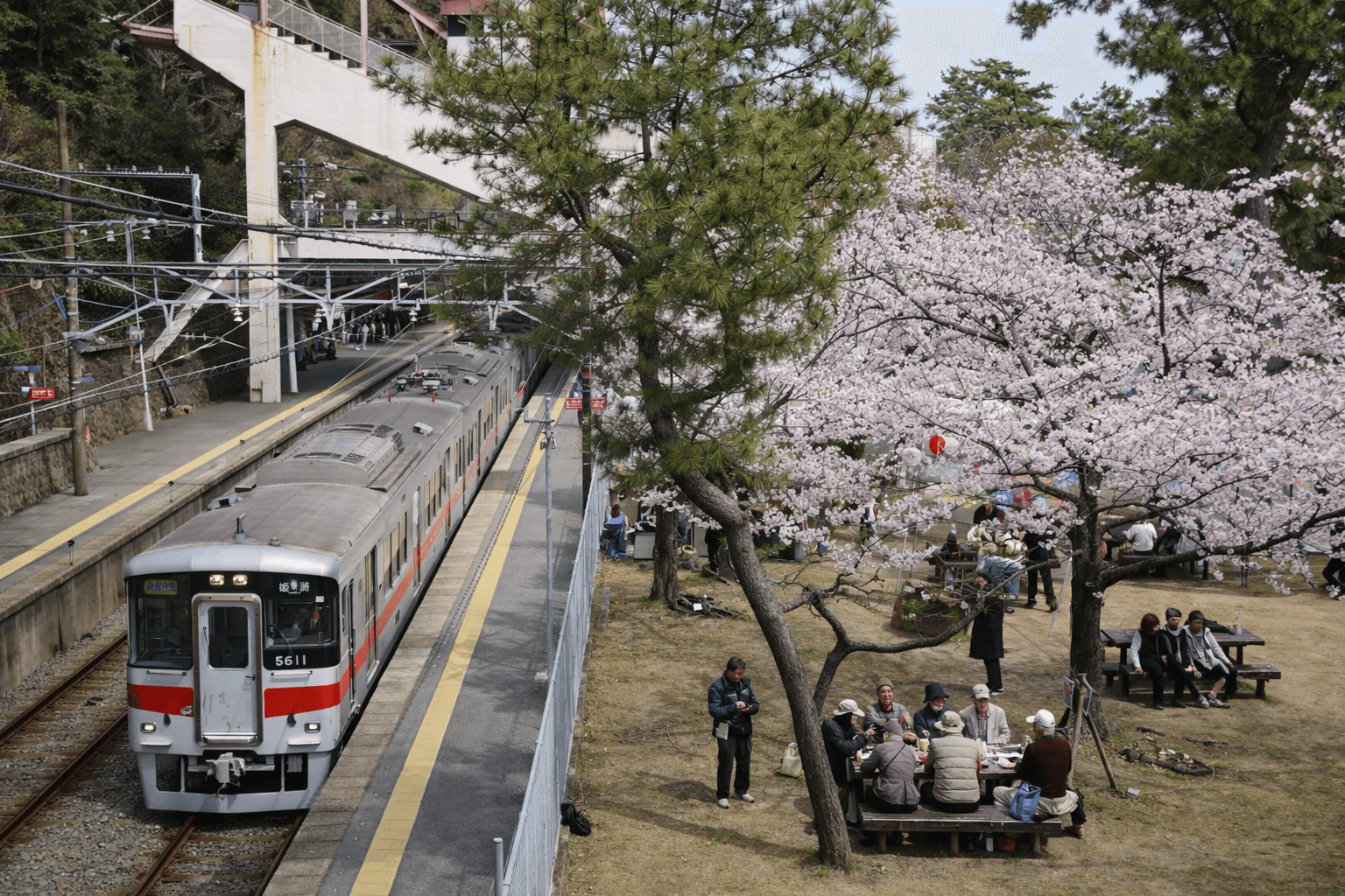 須磨浦公園「敦盛桜2026」開催!海と桜の絶景&夜桜プロジェクションのイメージ画像