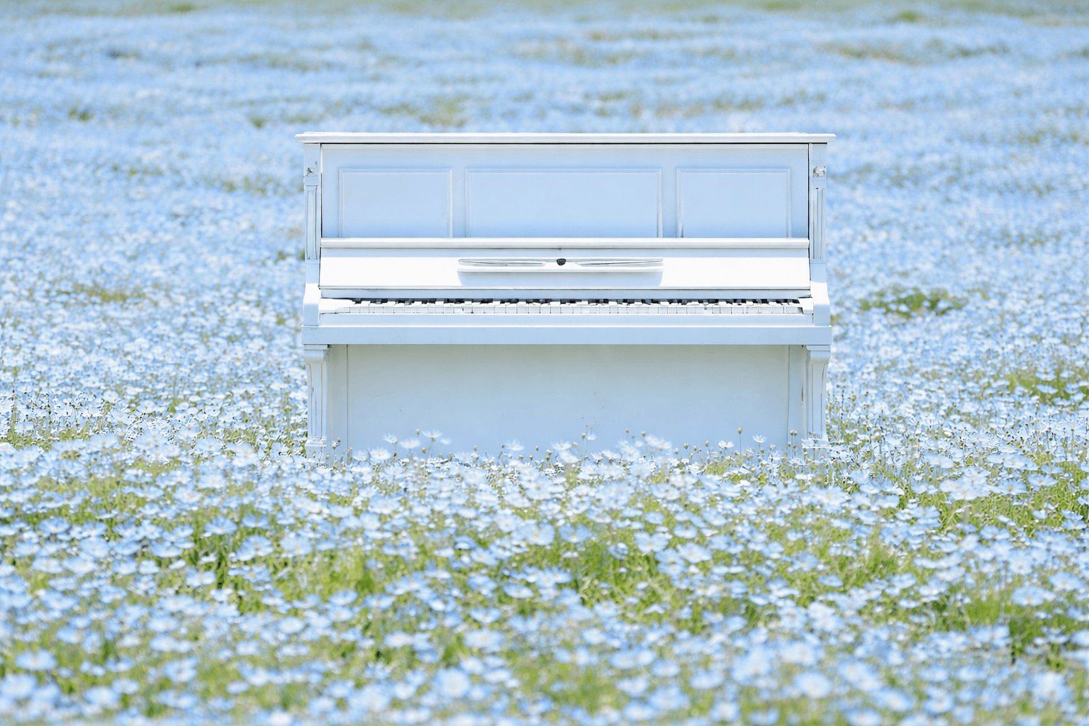 神戸アグリパーク ネモフィラの丘2026 100万輪の青い絶景、4/18〜5/17のイメージ画像