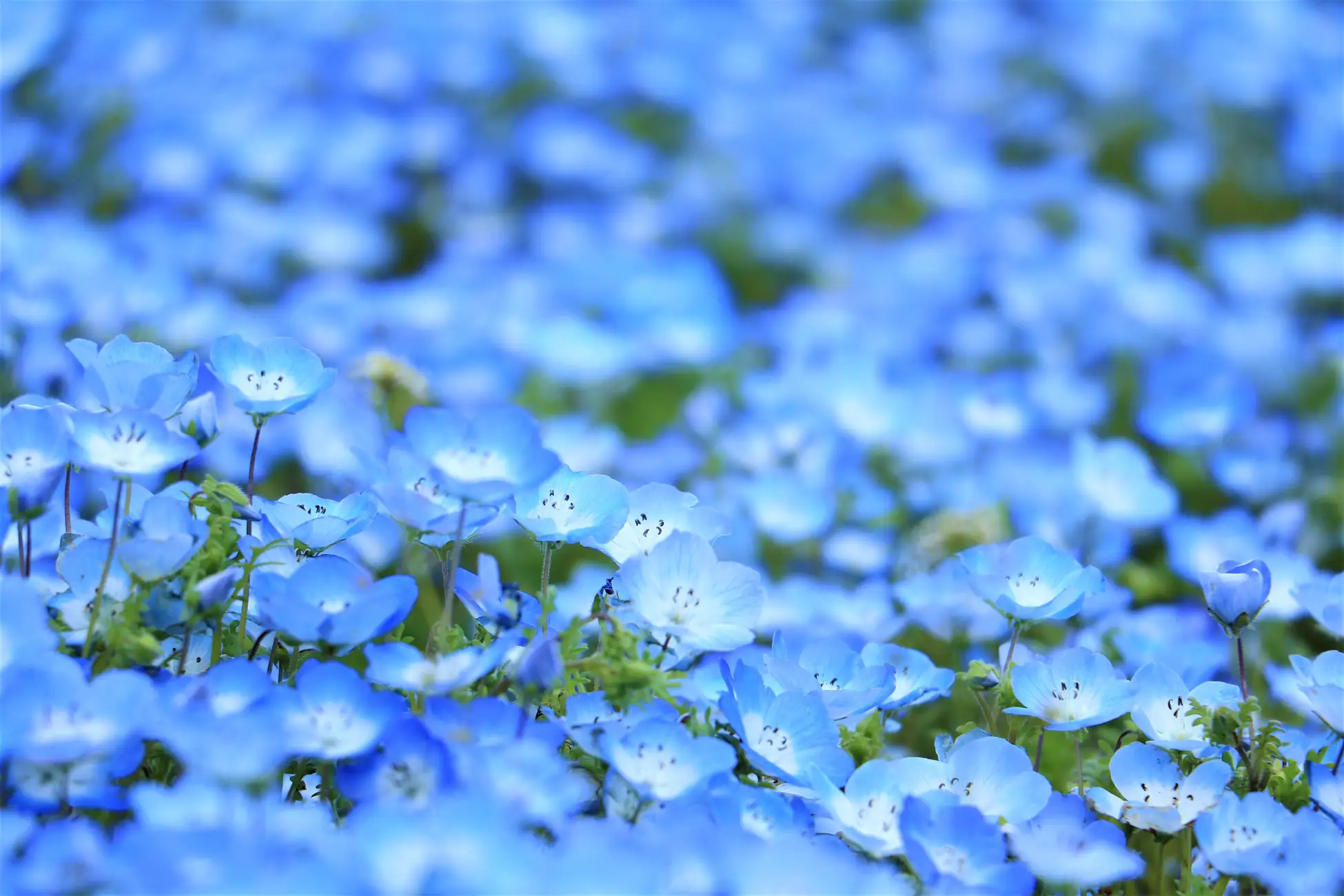 神戸アグリパーク ネモフィラの丘2026 100万輪の青い絶景、4/18〜5/17のイメージ画像