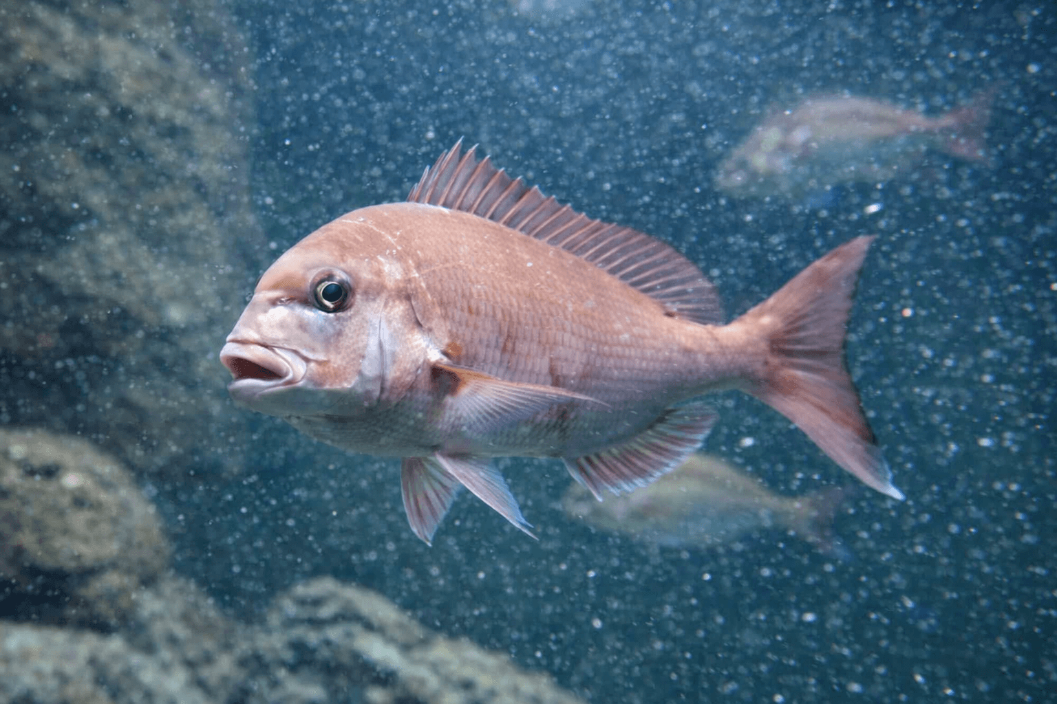 神戸須磨シーワールド、春の「スマシーよせて」キャンペーン!グループでお得に楽しむのイメージ画像