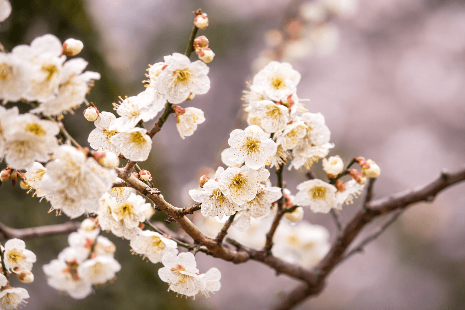 加古川みとろの丘で梅が見頃!「梅MAP」公開中、春のピクニックを楽しもうのイメージ画像