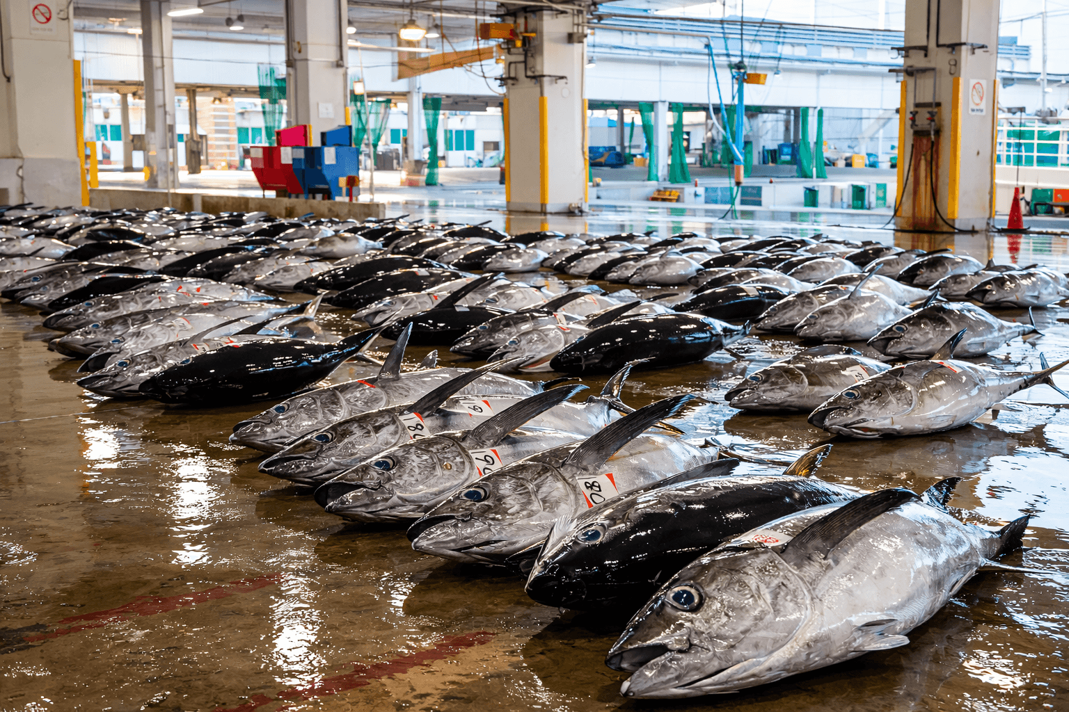 神戸 那智勝浦 生マグロ大祭り 2026 4シェフ競演 解体ショー 地元食材ものイメージ画像