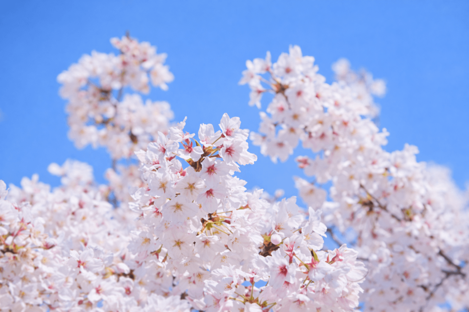カワヅザクラ見頃 大島川桜回廊、駐車場閉鎖で公共交通機関利用を!のイメージ画像