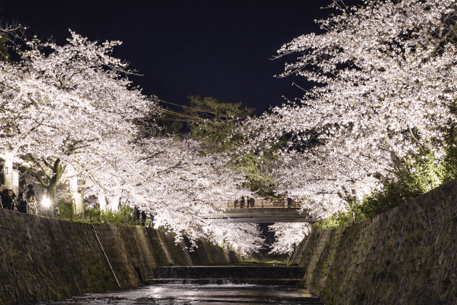 春爛漫!西宮さくらウィーク2026 夙川・廣田神社お花見コースと街歩きイベントのイメージ画像