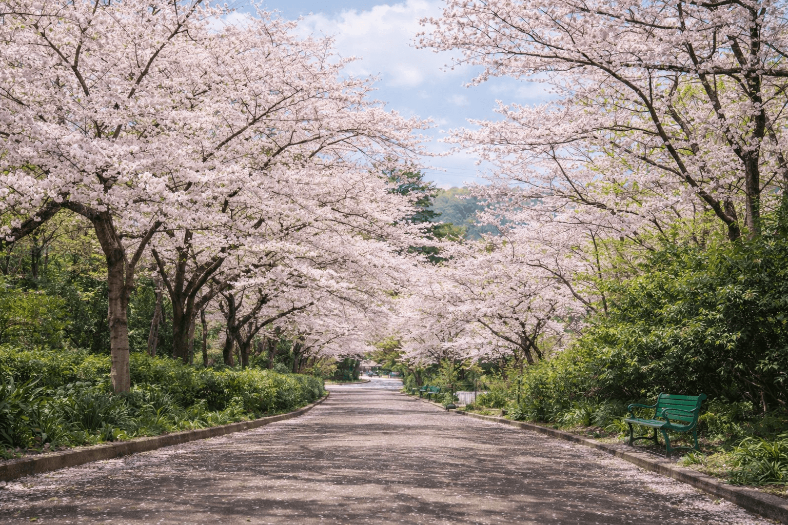 兵庫県神戸市お花見スポット20選!夜桜・屋台も楽しめるのイメージ画像