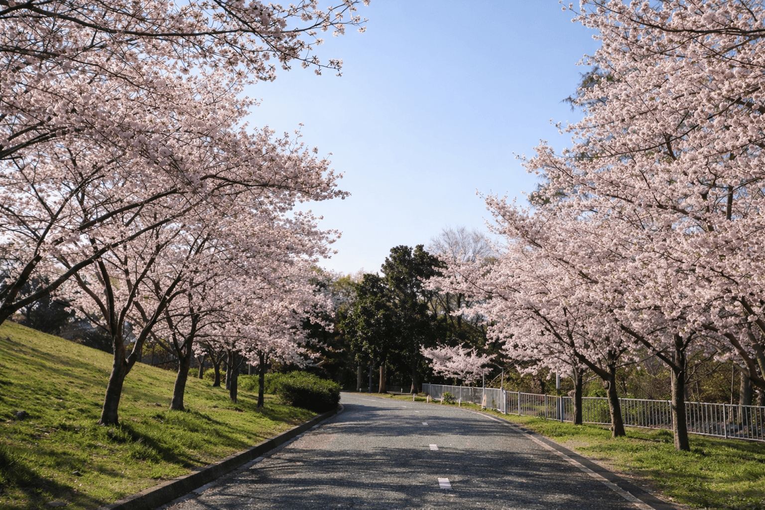 兵庫県神戸市お花見スポット20選!夜桜・屋台も楽しめるのイメージ画像