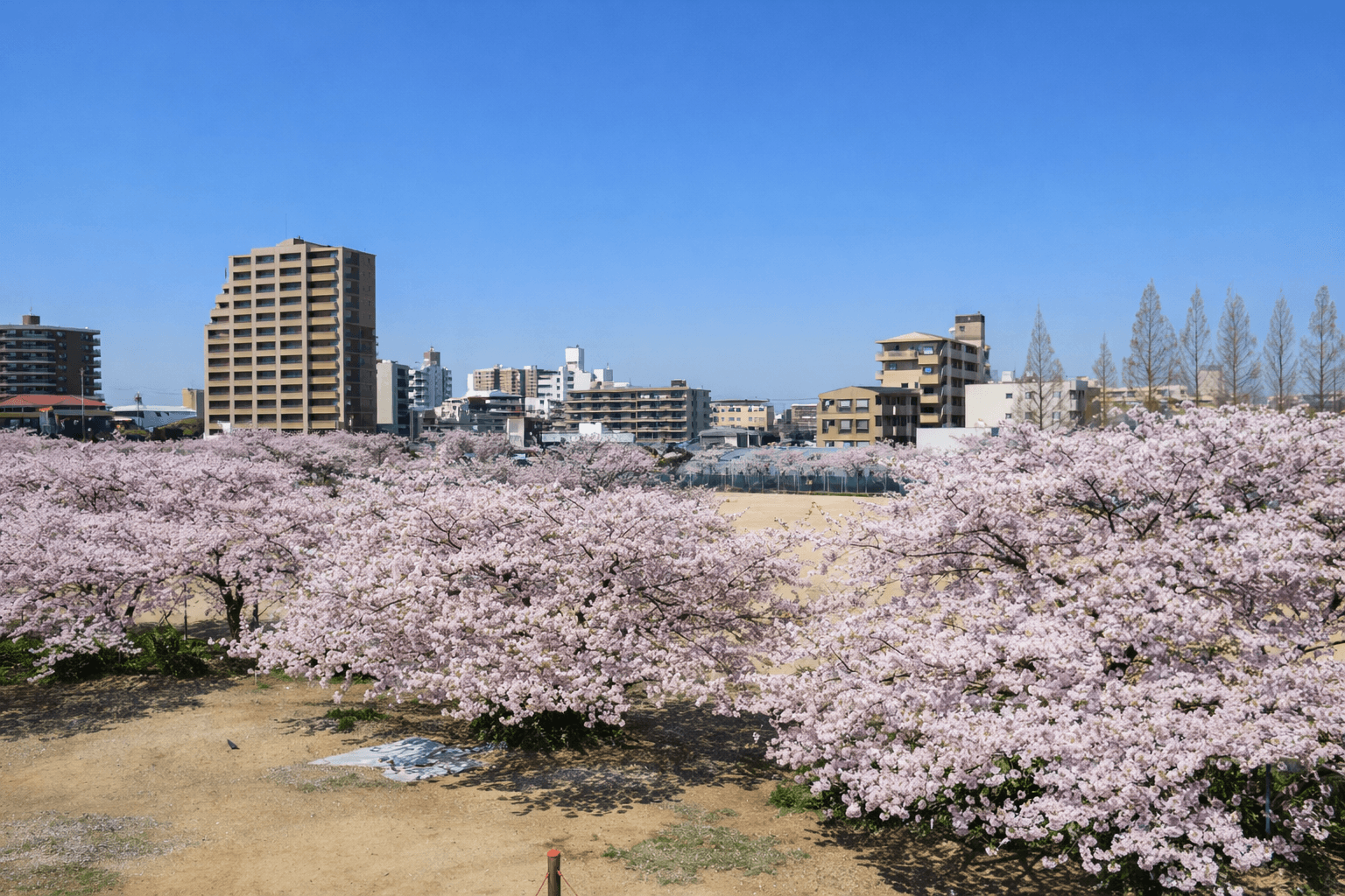 兵庫県神戸市お花見スポット20選!夜桜・屋台も楽しめるのイメージ画像