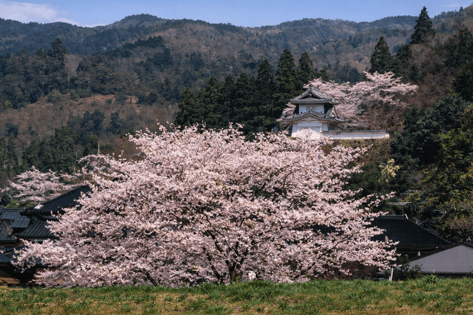 兵庫県神戸市お花見スポット20選!夜桜・屋台も楽しめるのイメージ画像