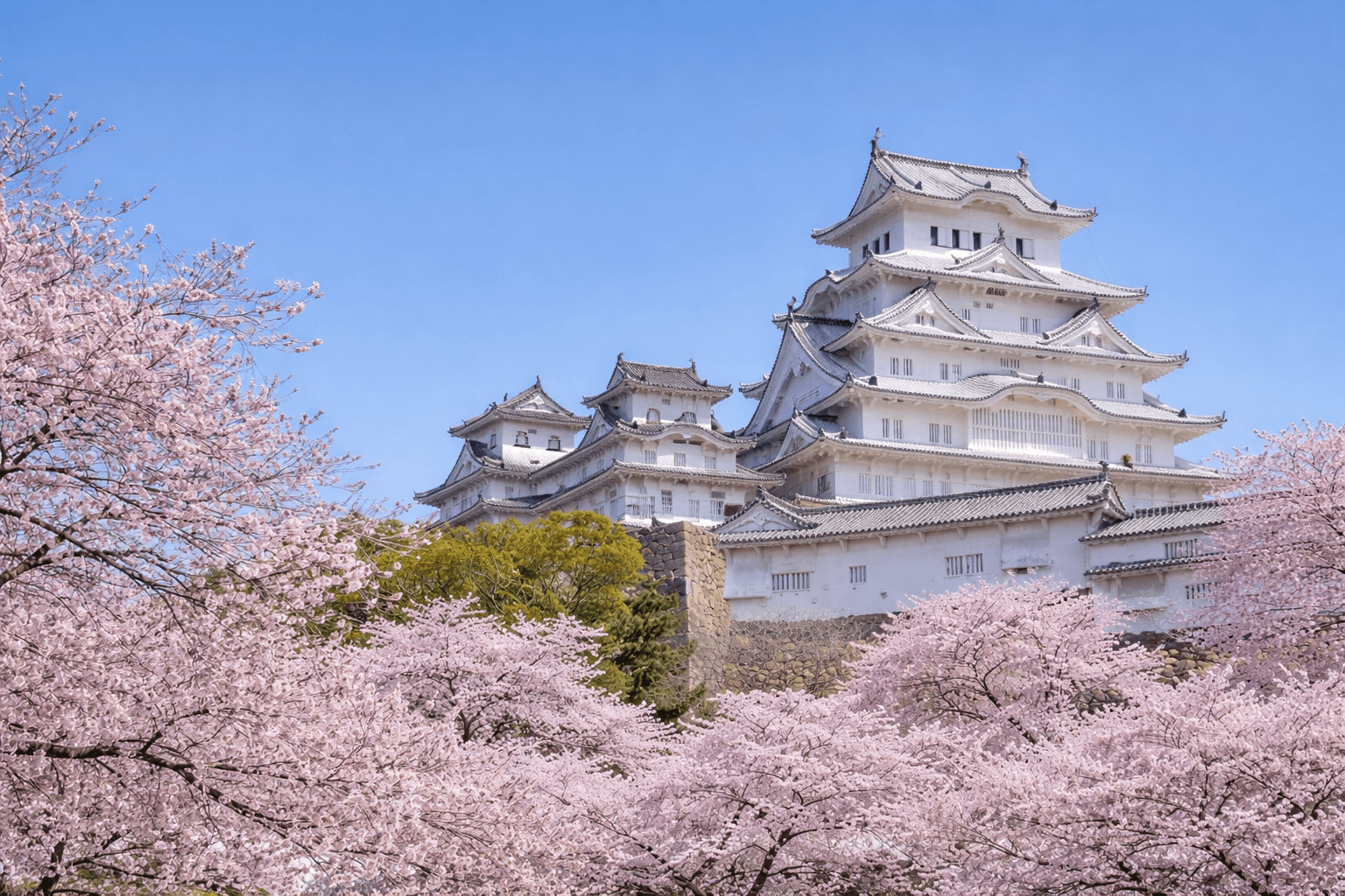 姫路城観桜会2026:3/28開催!夜桜会・好古園ライトアップものイメージ画像